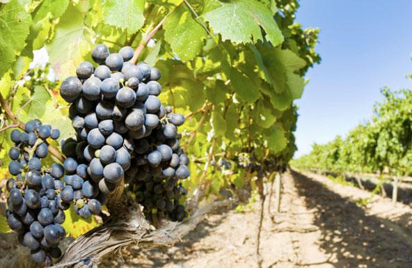 ¿Qué son los vinos orgánicos y los vinos biodinámicos?